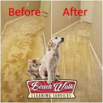 pet urine and stain removal carpet cleaning