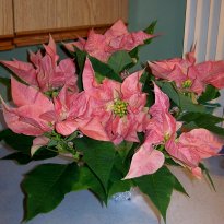 Here's a picture of the Pointsettia I won