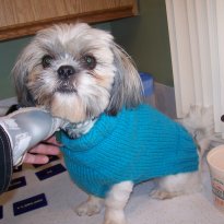 Monty modelling a doggie sweater from Punkin B4 Midnite