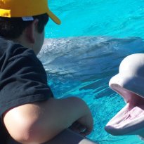 Petting the Belugas & here's 