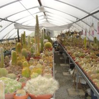 cactus farm