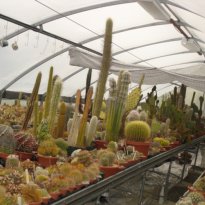 cactus farm