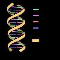 dna-structure